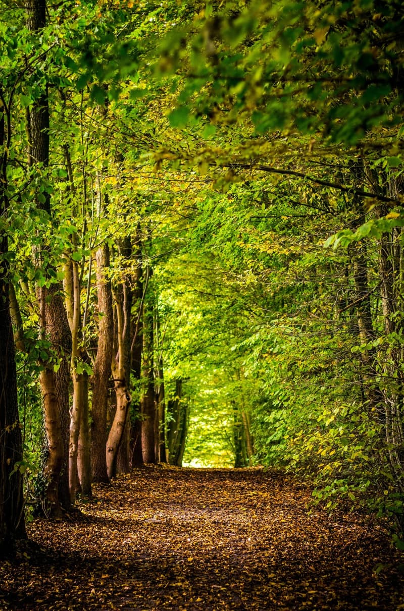 A leafy forest trail leading beneath a green canopy