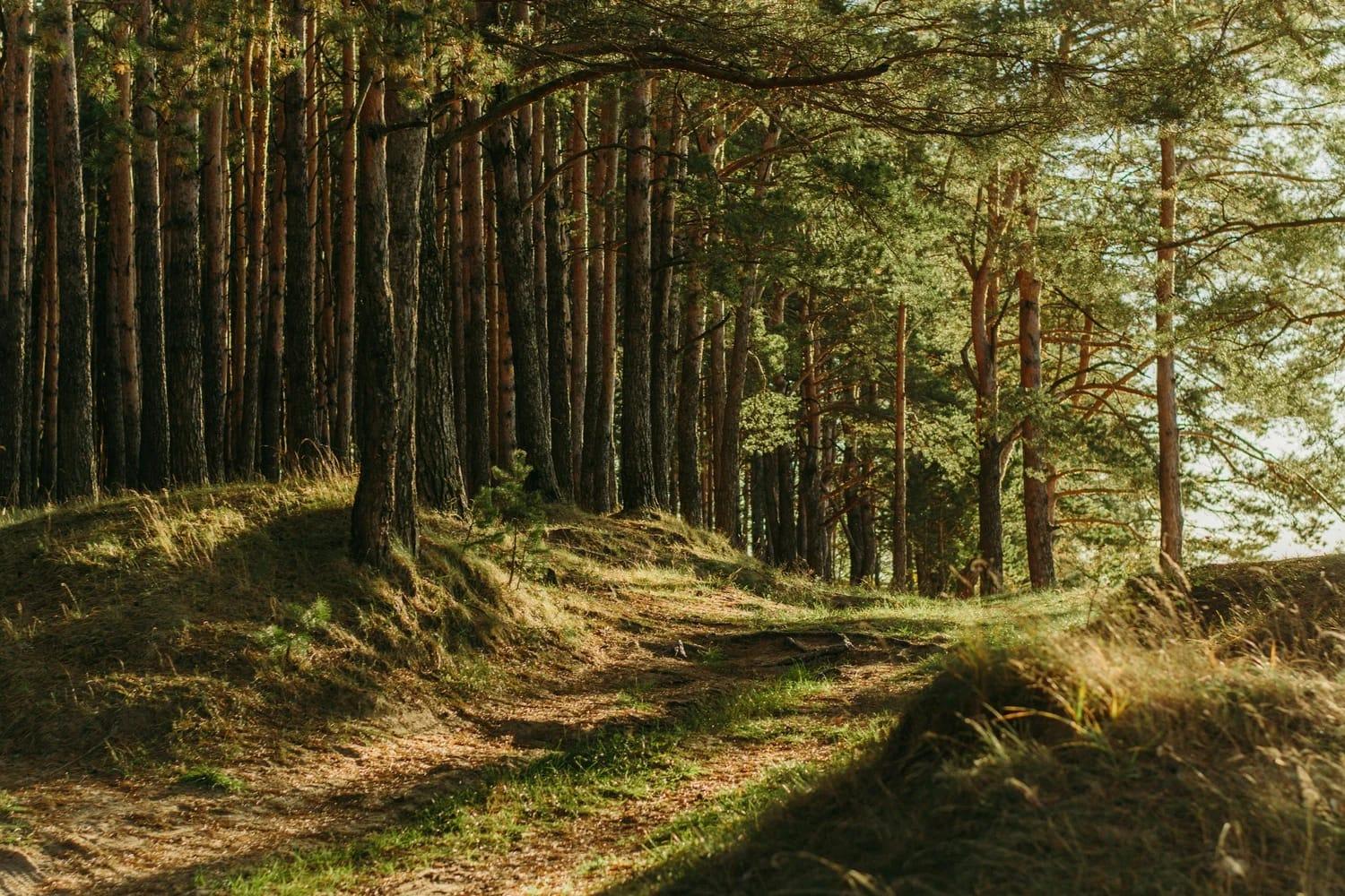 A sunlit forest path surrounded by tall trees and green undergrowth